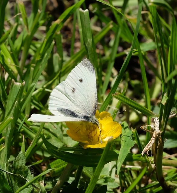 Small White Alexandra Park 6 May Small White Alexandra Park 6 May